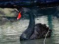 Black Swan.jpg