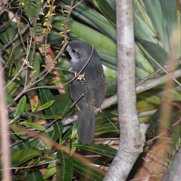 File:Brasila Tapaculo.jpg