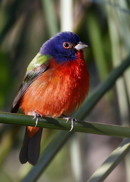 428px-Painted_Bunting.jpg