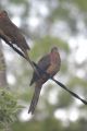 Brown Cuckoo Dove.jpg