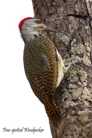 Fine-spotted Woodpecker - BirdForum Opus | BirdForum