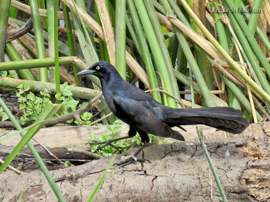 Stanley Pool - BirdForum Opus