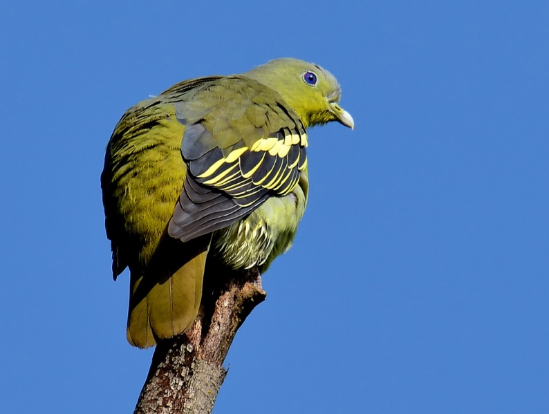 File:Pompadour Green Pigeon Female .jpg