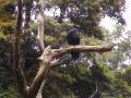 Forest Raven.jpg