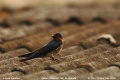 Angola Swallow.jpg