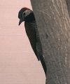 Black-necked Woodpecker.jpg