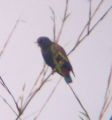 Bronze-winged Parrot.jpg