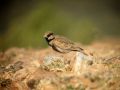 Ashy-crowned Sparrow Lark.jpg