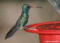 Broad-billed Hummingbird.jpg