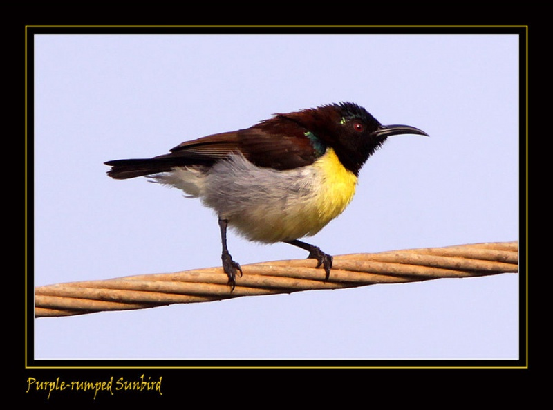 File:Malepurple rumped sunbird2.jpg