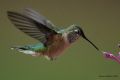 Broad-tailed Hummingbird.jpg