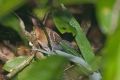 Chestnut-tailed Antbird.jpg