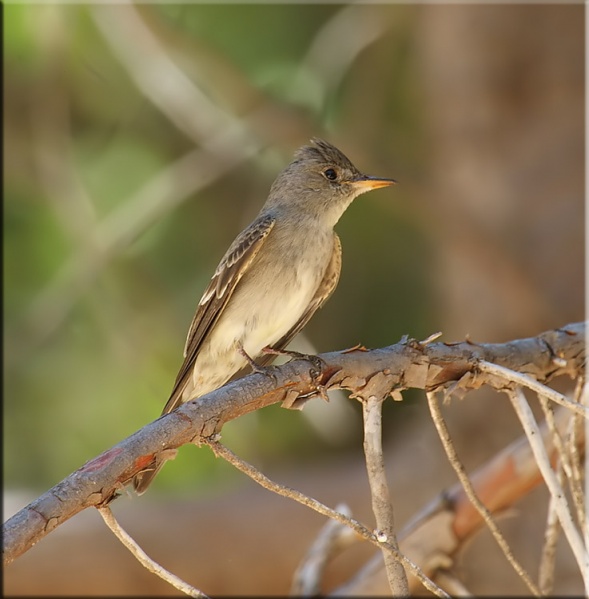 File:Greater Pewee3 Garden Canyon May 30 2008.jpg