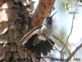 Blue-throated Hummingbird.jpg