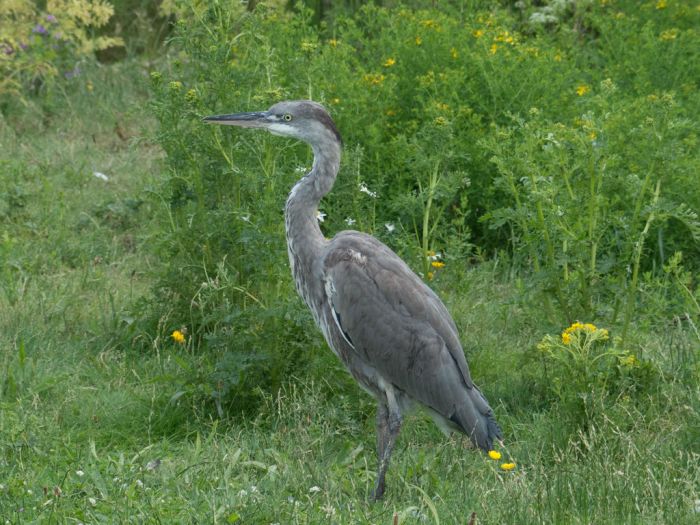 Grey Heron - BirdForum Opus | BirdForum