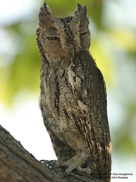 File:African Scops Owl.jpg