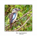 Blue-winged Kookaburra.jpg