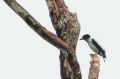 Black-tailed Tityra.jpg