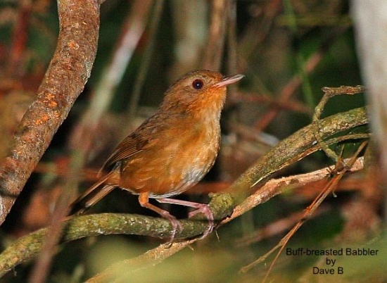 Buff-breasted Babbler - BirdForum Opus | BirdForum