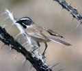 Black-throated Sparrow.jpg