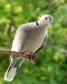 Eurasian Collared Dove.jpg