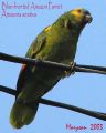 Blue-fronted Parrot.jpg