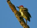 Fine-spotted Woodpecker.jpg