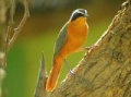 A White-Browed Robin-chat1.jpg