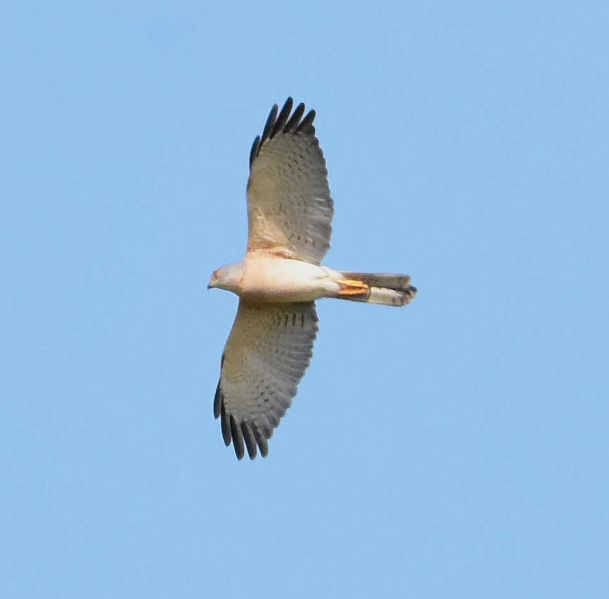 File:Shikra Flight WTHDVUL.jpg