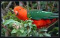 Australian King Parrot.jpg