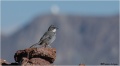 Common Diuca Finch.jpg
