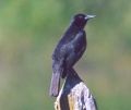 Austral Blackbird.jpg