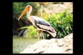 Painted stork side.jpg