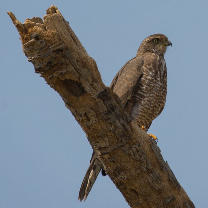 Eastern Chanting Goshawk - BirdForum Opus | BirdForum