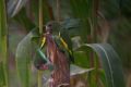 Canary-winged Parakeet.jpg